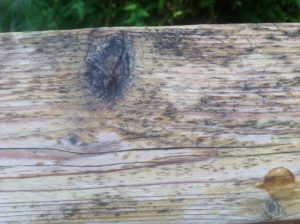 Mold And Mildew On Wood Decks Best Deck Stain Reviews Ratings in proportions 1296 X 968