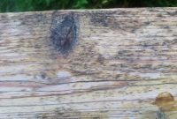 Mold And Mildew On Wood Decks Best Deck Stain Reviews Ratings inside measurements 1296 X 968