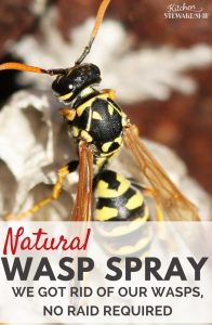 Natural Wasp Killer Get Rid Of Wasp Nests Without Chemicals Wasp within measurements 720 X 1102