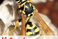 Natural Wasp Killer Get Rid Of Wasp Nests Without Chemicals Wasp within measurements 720 X 1102