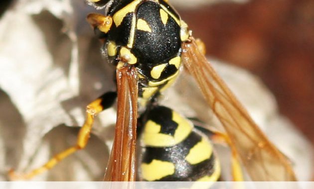 Natural Wasp Killer Get Rid Of Wasp Nests Without Chemicals Wasp within measurements 720 X 1102