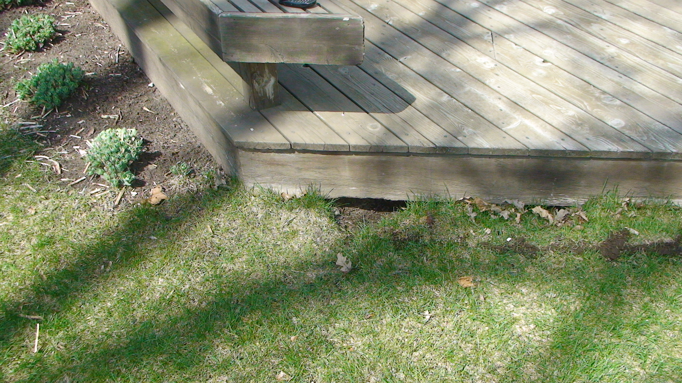 Skunks Digging Under A Deck Or Shed Zapp Wildlife Management regarding measurements 2848 X 1602